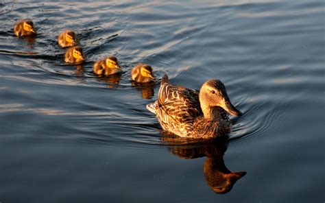 Mother duck swimming with her ducklings in a row