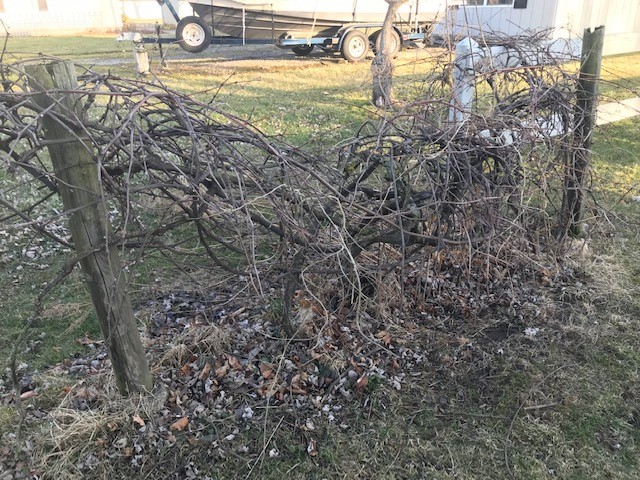 Tangled grape vines