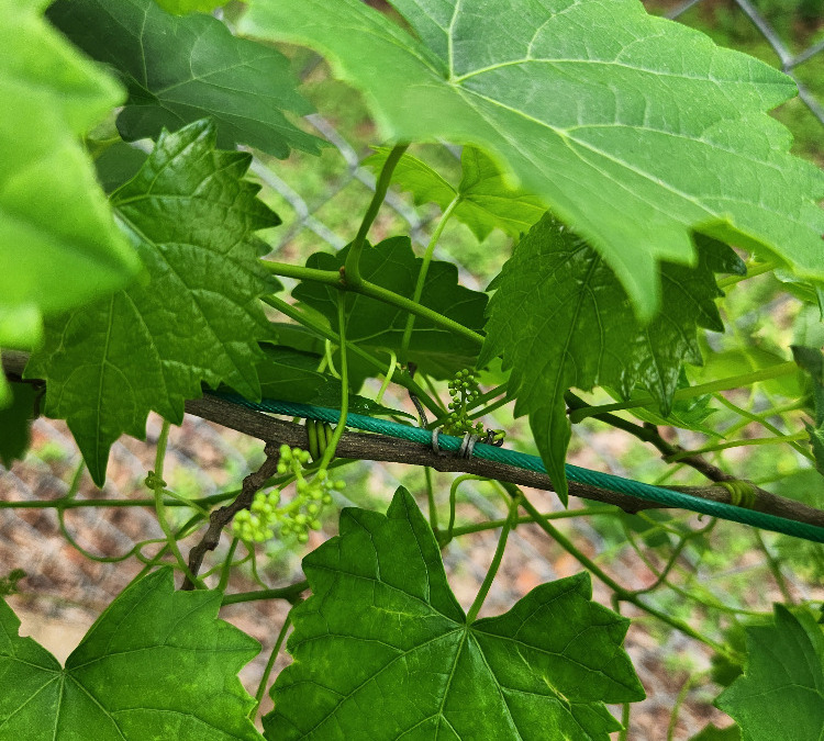 New grapes on vine